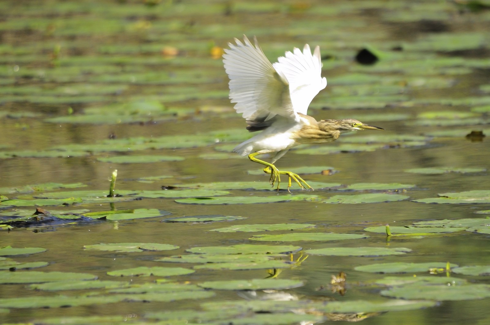 Ad ali spiegate, il sogno di Icaro.